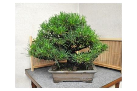 【11100-0073】黒松盆栽（中型サイズ）樹齢15～20年程度