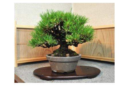 11100-0069】黒松盆栽（中型サイズ）樹齢10～15年程度 | 埼玉県