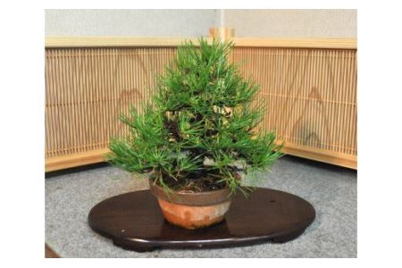 11100-0056】黒松盆栽（小型サイズ）樹齢5～10年程度 | 埼玉県さいたま