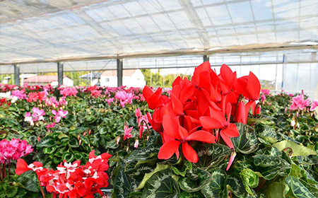 【ノブヒロ園芸】シクラメン　6号鉢　＜赤系＞　【11100-0183】