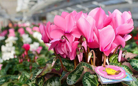 【ノブヒロ園芸】シクラメン　6号鉢　＜おまかせ＞【11100-0183】