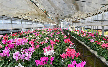 【ノブヒロ園芸】シクラメン　6号鉢　＜おまかせ＞【11100-0183】