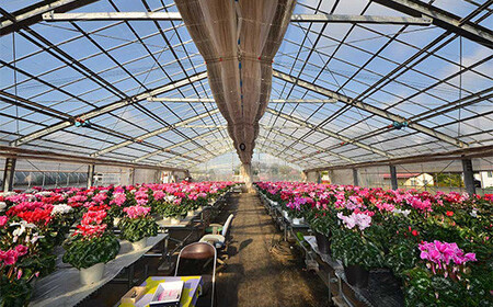 【ノブヒロ園芸】シクラメン　6号鉢　＜おまかせ＞【11100-0183】