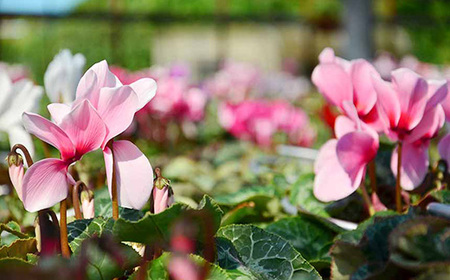 【猪原園芸】シクラメン　6号鉢　＜赤系＞　【11100-0184】