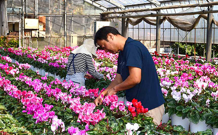 【猪原園芸】シクラメン　6号鉢　＜赤系＞　【11100-0184】