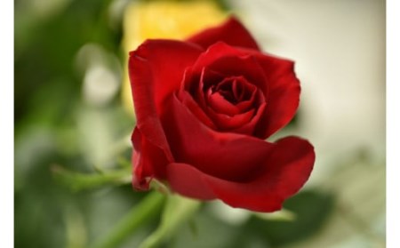 バラの花束(50cm・おまかせMIX10本)【11100-0176】