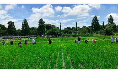 十色の米づくり体験（お米付き）全2回　【11100-0320】