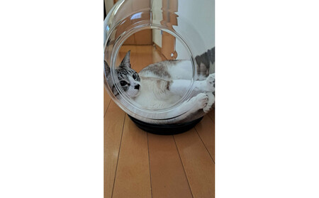 出入口ヨコ-町工場の猫好き社員が開発!犬・猫ちゃんの可愛い姿を見る為のペットの金魚鉢(アクリル樹脂) 埼玉県川越市