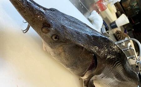 小江戸黒豚鉄板懐石オオノ食事券 / チケット 和食料理 埼玉県