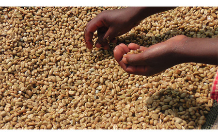 自家焙煎コーヒー エチオピア ゲシャビレッジ農園 ゲイシャ ナチュラル（粉 ドリップ） No.465-02