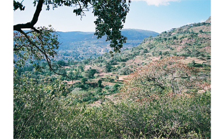 自家焙煎コーヒー エチオピア ゲシャビレッジ農園 ゲイシャ ナチュラル（粉 ドリップ） No.465-02