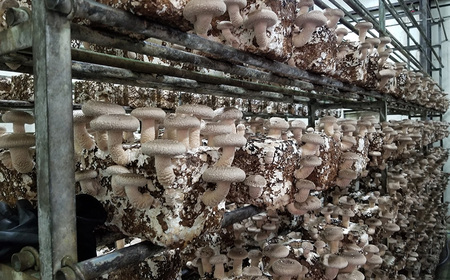 訳ありでも美味しい!自然の恵み生椎茸720g No.467