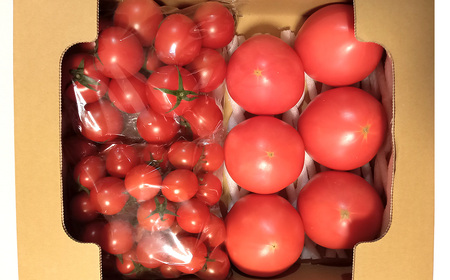 トマト いろいろ詰合せセット 1.8kg入り箱 ／ とまと 野菜 新鮮 完熟 ミニ 中玉 大玉 3種類 詰め合わせ セット 食べ比べ 産地直送 農家直送 サラダ 行田市産 埼玉県 特産 No.508