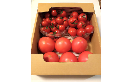 トマト いろいろ詰合せセット 1.8kg入り箱 ／ とまと 野菜 新鮮 完熟 ミニ 中玉 大玉 3種類 詰め合わせ セット 食べ比べ 産地直送 農家直送 サラダ 行田市産 埼玉県 特産 No.508
