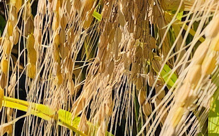 埼玉県行田市産のお米 次世代の夢 5kg 未検査米 精米 / 米 5kg 白米 精米 国産米 未検査米 ふっくら 甘み 粒立ち 粘り 和食に合う 弁当向き 家庭用 コスパ 食卓用 毎日使い お取り寄せ グルメ 埼玉県産 行田市産 新品種 生産者開発 次世代品種 埼玉県 No.525