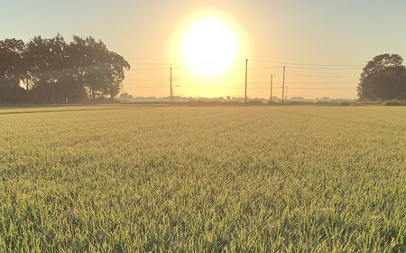 埼玉県行田市産のお米　次世代の七光　5kg　未検査米　精米 ／ 米 5kg 白米 精米 国産米 未検査米 大粒 食べごたえ ふっくら 甘み 粒立ち 粘り 和食に合う 弁当向き 家庭用 コスパ 食卓用 毎日使い お取り寄せ グルメ 埼玉県産 行田市産 新品種 生産者開発 次世代品種 埼玉県 No.526