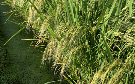 埼玉県行田市産のお米　次世代の七光　5kg　未検査米　精米 ／ 米 5kg 白米 精米 国産米 未検査米 大粒 食べごたえ ふっくら 甘み 粒立ち 粘り 和食に合う 弁当向き 家庭用 コスパ 食卓用 毎日使い お取り寄せ グルメ 埼玉県産 行田市産 新品種 生産者開発 次世代品種 埼玉県 No.526