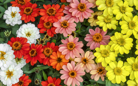 ジニア プロフュージョン花苗セット No.022