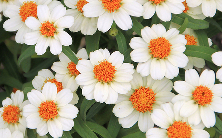 ジニア プロフュージョン花苗セット No.022