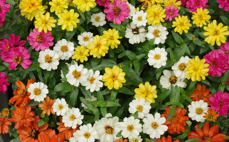 ジニア プロフュージョン花苗セット No.022