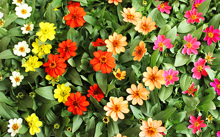 ジニア プロフュージョン花苗セット No.022