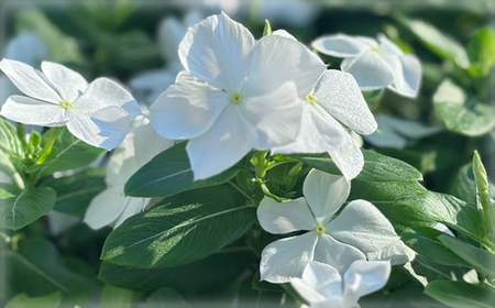 日々草 花苗セット No.023