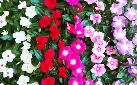 日々草 花苗セット No.023