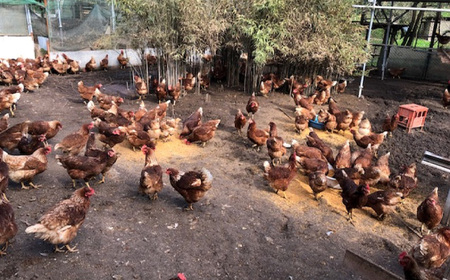 彩美卵　寿　10個 No.421