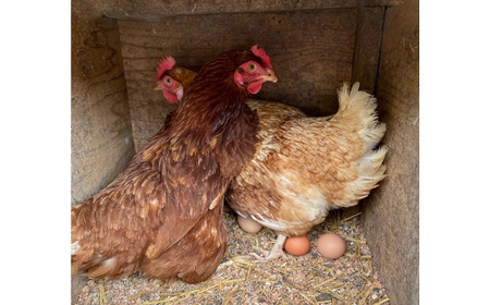 彩美卵　寿　10個 No.421