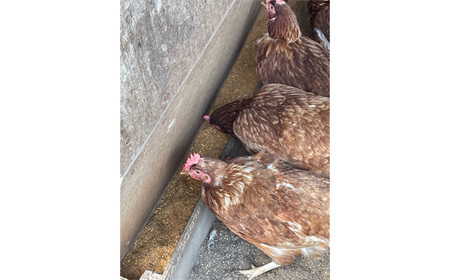 彩美卵　寿　30個 No.424