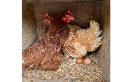 彩美卵　寿　30個 No.424