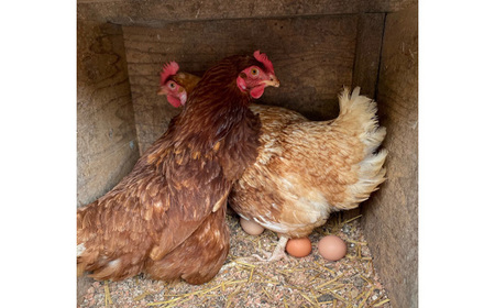 彩美卵　翡翠20個 No.426