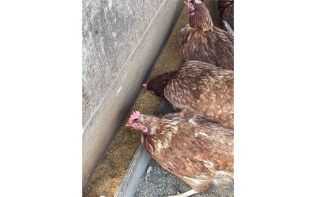 彩美卵　寿　ご贈答用　6個 No.446