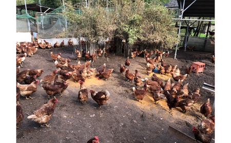 彩美卵　寿　ご贈答用　20個 No.455