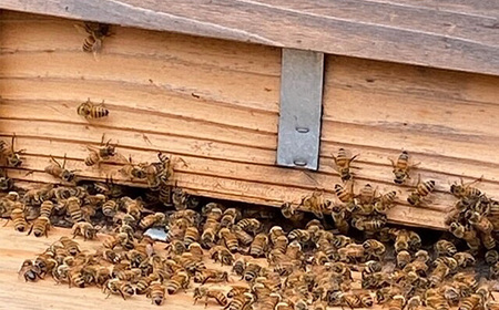 森の蜂蜜のチーズテリーヌ No.513