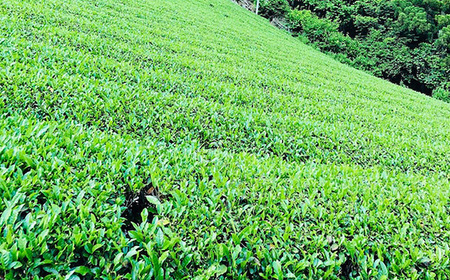 グリーンティーと森の蜂蜜のチーズテリーヌ No.515