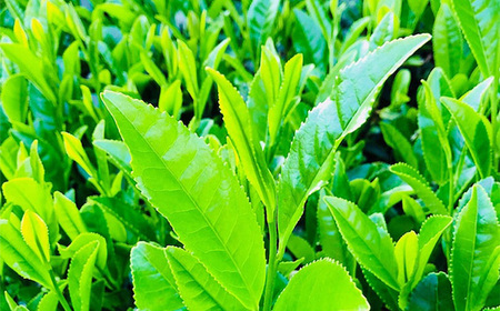 グリーンティーと森の蜂蜜のチーズテリーヌ No.515