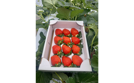 べにたま　ただかね農園　約400g No.548