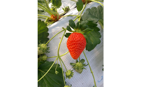 べにたま　ただかね農園　約400g No.548