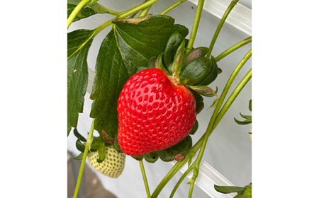 いちごハウスAYAのあまりん 約400g / 果物 フルーツ 苺 イチゴ プレミアム 採れたて 新鮮 濃厚 甘み 爽やか 酸味 低農薬 埼玉県 特産 No.630