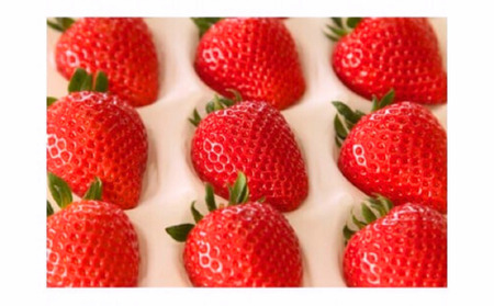 和銅農園のあまりん　400g ／ 果物 フルーツ 苺 イチゴ ジャムのように香り高い 希少 大粒 厳選 朝採り 平成28年デビュー 埼玉県 特産 No.631