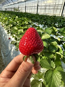 いちごの森あかずきんのあまりん　約400g ／ 果物 フルーツ 苺 イチゴ 甘みが際立ち 酸味の少ない 鮮やか 濃い赤色 可愛い形 埼玉県 特産 No.632