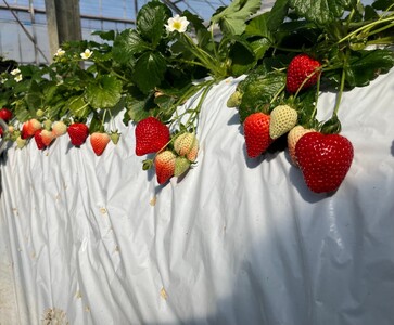 いちごの森あかずきんのあまりん　約400g ／ 果物 フルーツ 苺 イチゴ 甘みが際立ち 酸味の少ない 鮮やか 濃い赤色 可愛い形 埼玉県 特産 No.632