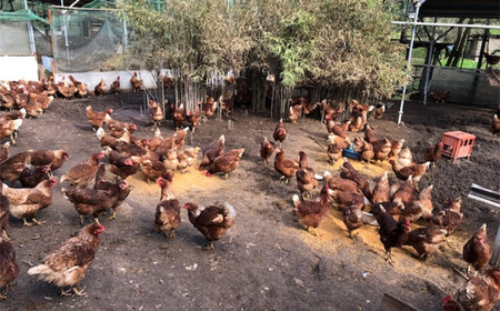 彩美卵 寿 No.267