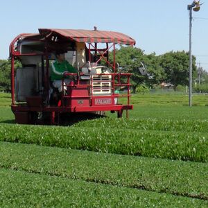 さやま茶 ペットボトル 500ml 24本入り×1ケース | ドリンク 飲料 ペットボトル