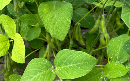 旬の野菜 定期便 計5回 | 野菜定期便Farm Pride