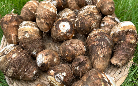 旬の野菜 定期便 計5回 | 野菜定期便Farm Pride