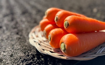 にんじん 冬ニンジン 5kg | にんじん 所沢市
