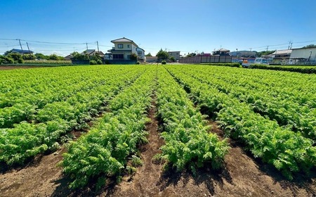 にんじん 冬ニンジン 5kg | にんじん 所沢市