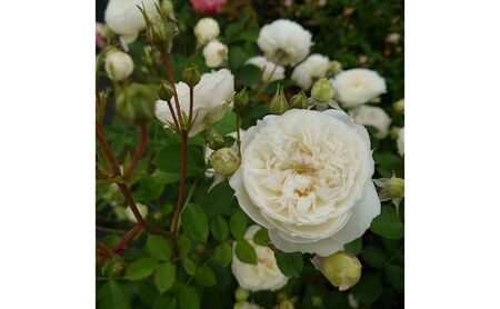 【Apple Roses】バラ苗『ノーブル・ハート』大苗6号ポット植え [52210969]